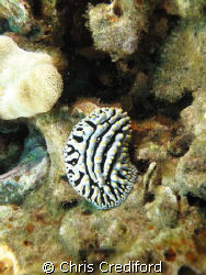 Scrambled Egg nudibranch.  Canon G10 dual Ikelite DS-160s by Chris Crediford 